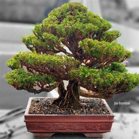 Information and translations of sicheltanne in the most comprehensive dictionary definitions resource on the web. Sicheltanne Bonsai Samen - Preis €1.50