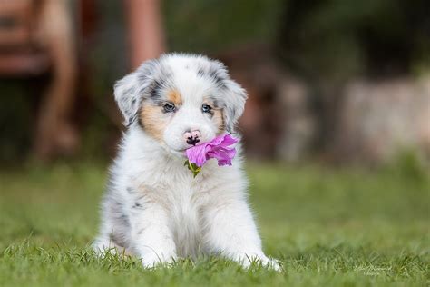 Was Süßes Foto And Bild Hunde Aussie Hund Bilder Auf Fotocommunity