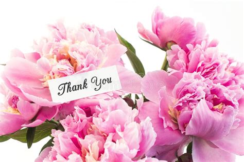 4914 Thank You Bouquet Stock Photos Free And Royalty Free Stock Photos