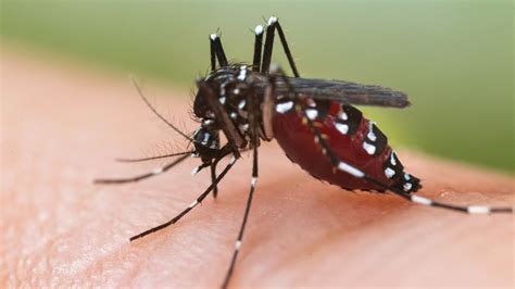 Ce Quil Faut Savoir Sur La Dengue Maladie Transmise Par Le Moustique