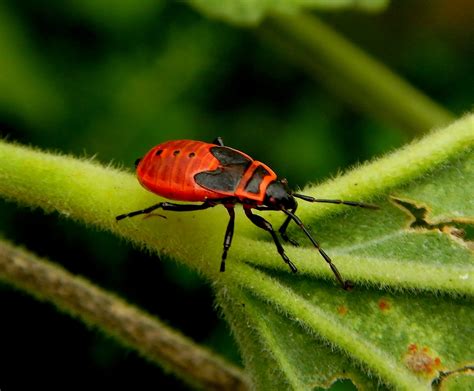 Insecte Rouge Noir Gendarme Pyrrhocoris Apterus