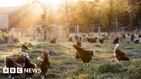 Bird Flu Outbreak At Donnington Commercial Poultry Side Confirmed