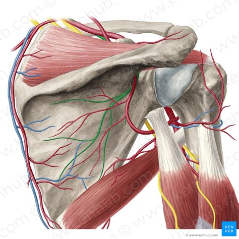 Musculus Supraspinatus Anatomie Innervation Funktion Kenhub Porn Sex Picture