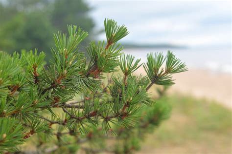 Pine Tree Branch Close Up Stock Image Image Of Garden 193152783