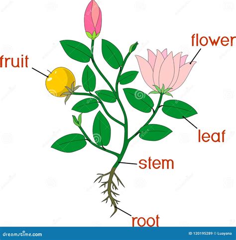 Parts Of Plant Morphology Of Flowering Plant With Root System Flowers