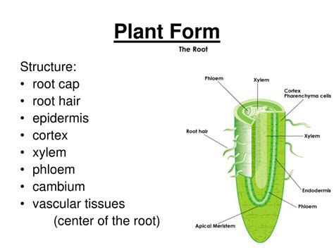 Ppt Plant Anatomy Powerpoint Presentation Free Download Id630170