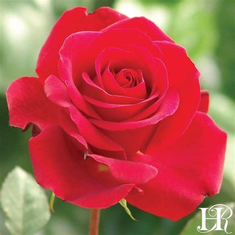 Hommage à Barbara 2018 New Introductions Roses Heirloom Roses