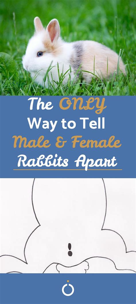 Animal sanctuaries and even pet store staff are often unable to tell males and females apart; How to Tell if my Rabbit is Male or Female - Easy Tips