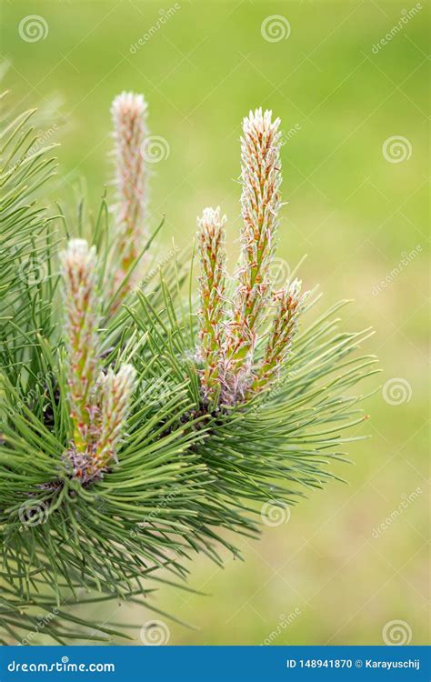 Pine Tree Female Flower Stock Photo Image Of Branch 148941870