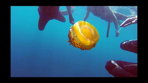 In fact, the entire interactive network of life on earth, from the jellyfish to the judge, is based on the sacrifice of animals and the use of animal foods. "Fried egg" jelly fish over Sliema (Malta) - YouTube