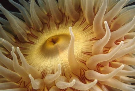 What Do Sea Anemones Eat Naturefins