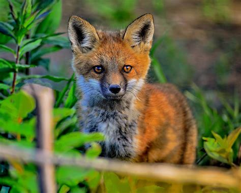 Red Fox Kit Photograph By Bernadette Chiaramonte Fine Art America