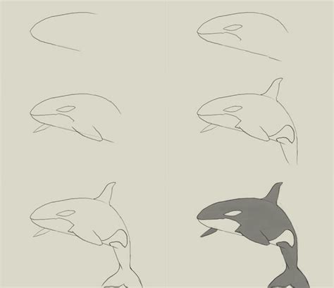 How To Draw Killer Whale Orca Youtube Riset