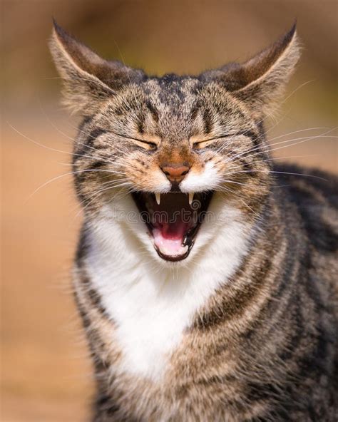 Laughing Cat Images