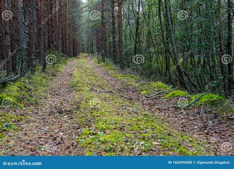 A Remote Wild Forest Dirt Road In Early Autumn Stock Photo Image Of