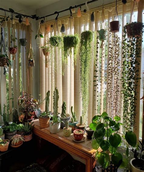 Indoor Trailing Plants Plants Bp