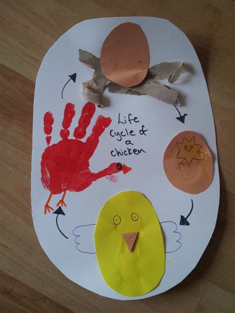 Fun Chicken Life Cycle Educational Craft Eles Eggs Preschool