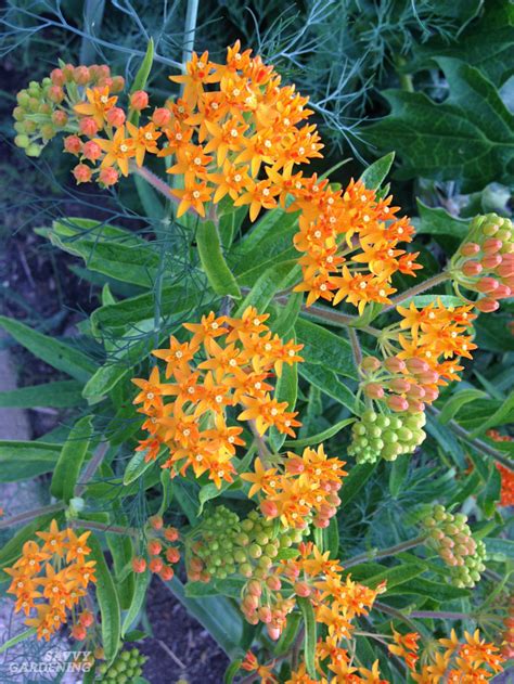 Check spelling or type a new query. The Monarch Butterfly Host Plant: Milkweeds and How to ...