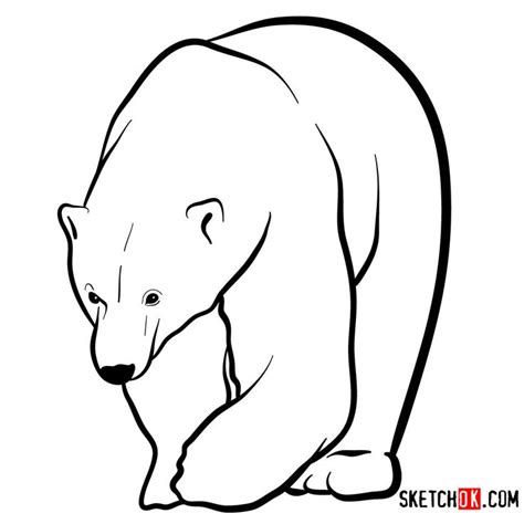 How To Draw A Polar Bear Wild Animals Polar Bear Drawing Bear