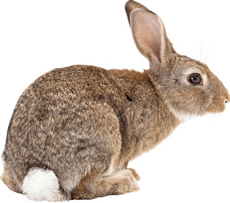 brown rabbit sideview PNG Image - PurePNG | Free transparent CC0 PNG Image Library