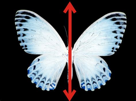 Types of reflective writing assignments. Reflection Symmetry ( Read ) | Geometry | CK-12 Foundation