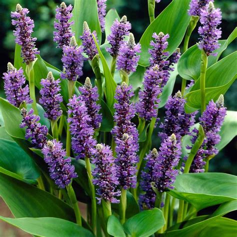 Pickerel Hyacinth Purple Water Plants Van Meuwen Plants Water