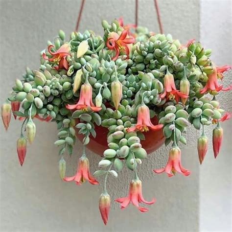 25 Hanging And Trailing Succulents For Basketsbaskets Hanging Succulents Trailing Plants