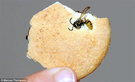 Alison Mugford Stings Tesco For £20 After Son 2 Finds Dead Insect In Biscuit Daily Mail Online