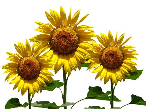 Sunflower Sun Summer Free Image On Pixabay