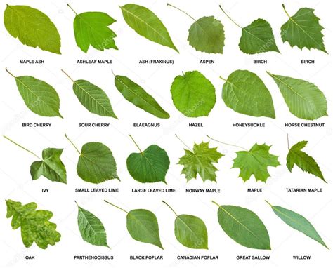 Coleção De Folhas Verdes De árvores Com Nomes — Fotografias De Stock