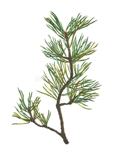 Watercolor Pine Tree Branch Isolated On White Stock Illustration