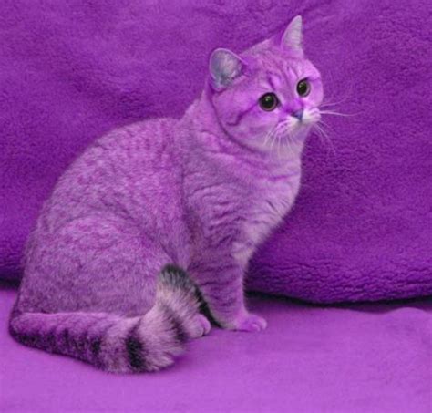 Purple Background Pastel Cats Icerem