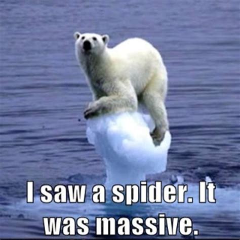 Polar Bear Funny Animals With Captions Funny Animals Funny Animal