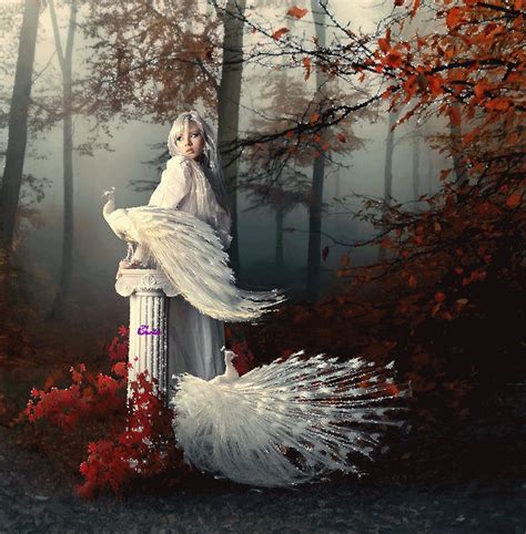 The white markings above and below the male peacock's eyes are more prominent, whereas the. belle image - FEERIE | Peacock art, Art, White peacock