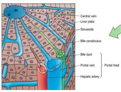 Then cholesterol carries it from the liver to the rest of the body. GI 05: Anatomy and Histology of the Liver, Gallbladder ...