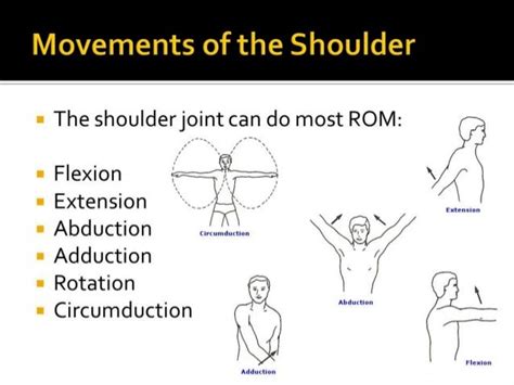 Clinical Examination Of Shoulder