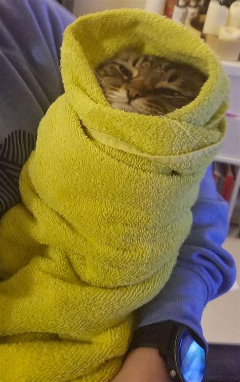 We Cant Wrap Our Heads On How Cute These Purrito Cat Wraps Are