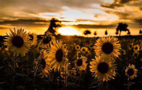 Sunflower Sunrise Desktop Wallpaper 23708 Baltana Da7