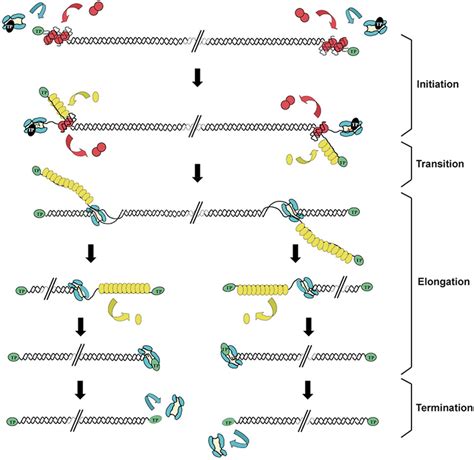 schematic representation of the bacteriophage Φ29 dna replication download scientific diagram