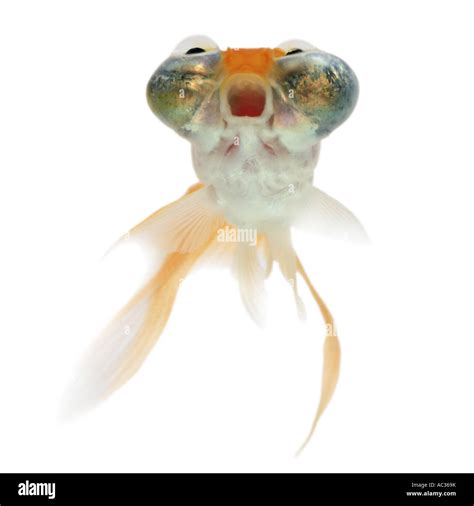 Goldfish Common Carp Celestial Eye Goldfish Celestial Chotegan