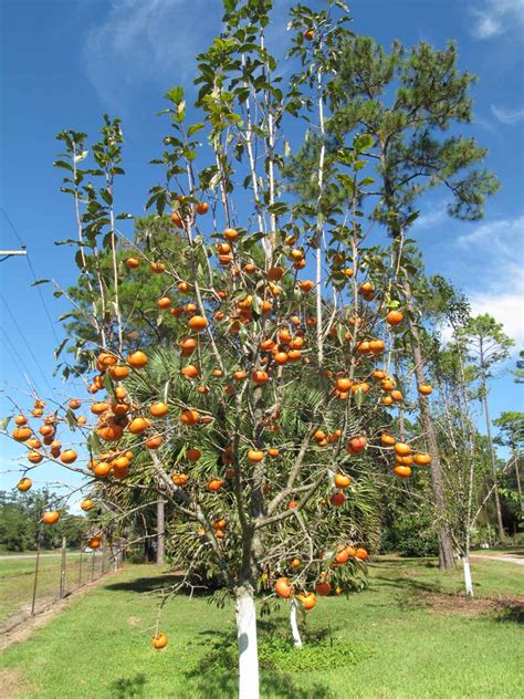We did not find results for: Edible Landscaping, Great Possibilities — Just Fruits and ...