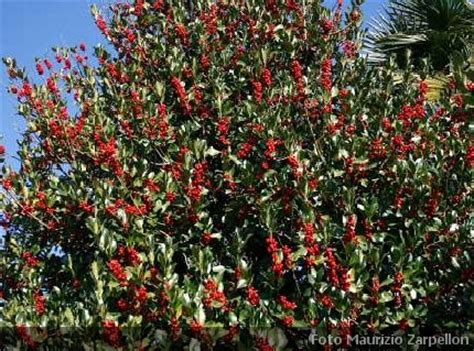 Trova tantissime idee per pianta appartamento fiori rossi. Ilex (Agrifoglio), siepi - Aquifoliaceae