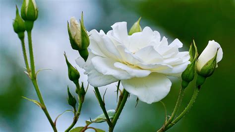 White Rose Wallpapers And Backgrounds 4k Hd Dual Screen