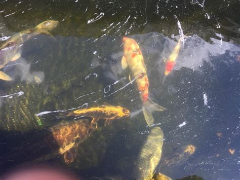 Koi Carp Pond Fish For Sale In Wisbech Cambridgeshire Gumtree