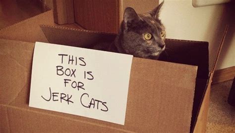 12 Cat Traps That Totally Worked Cat Traps Cats Crazy Cats