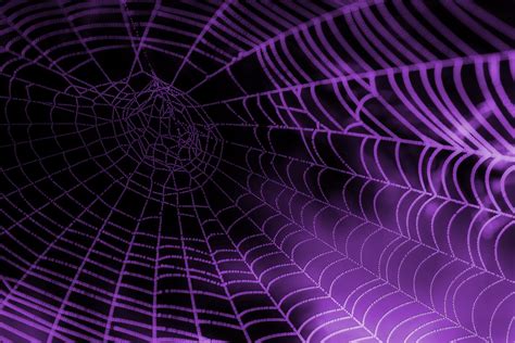 Spider Web Purple Scenicwallpaperanimalsspiderweb