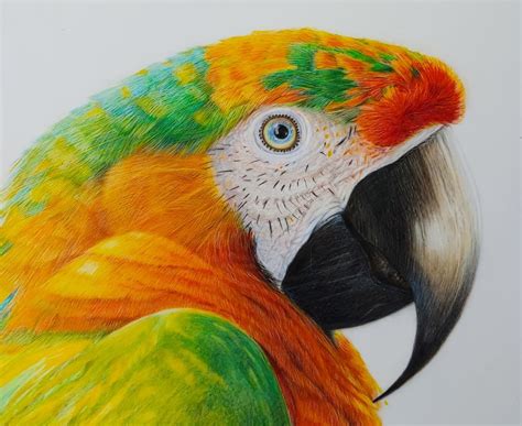 Macaw Tropical Bird By Gabriele Kolb