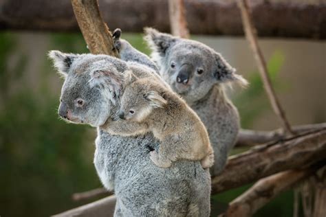 Queensland Koalas San Diego Zoo Wildlife Alliance Flickr