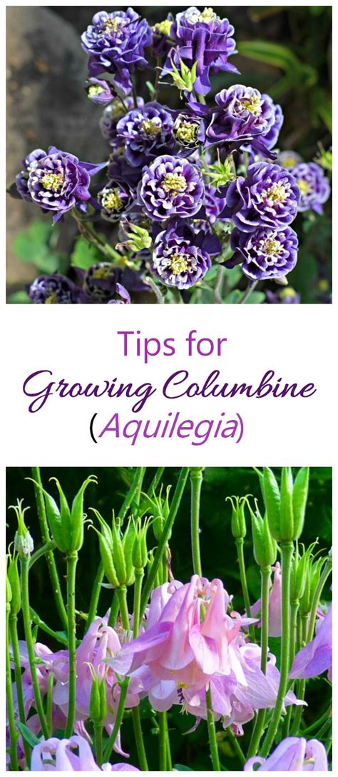 Perennials flowers such as foxglove and hydrangea and annuals like begonia, clivia, calendula, impatiens, pansy are best shade flowers which are easy flowers to grow in pots. Growing Columbine - How to Grow Aquilegia for Bell Shaped ...