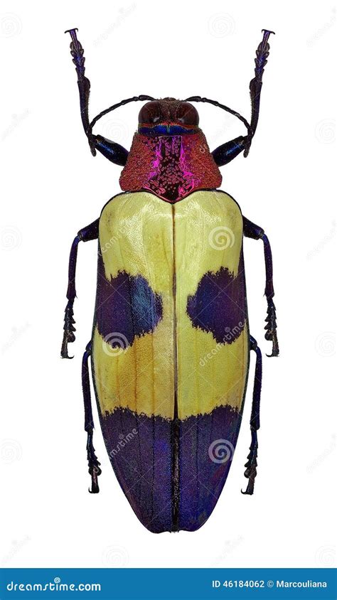 Exotic Jewel Beetle Chrysochroa Buqueti From Thailand Stock Photo